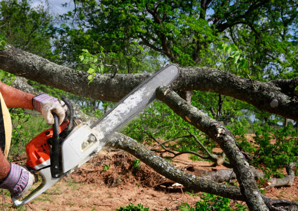 Best Best Tree Removal Services  in Seaville, NJ